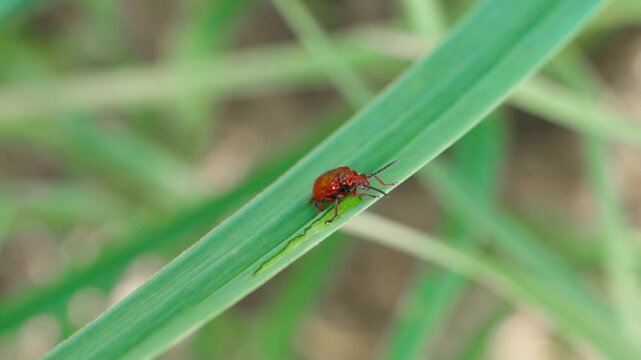 Red lily beetle Lilioceris lilii on garlic leaf close-up