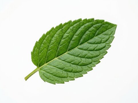 A single fresh mint leaf with a prominent stem and serrated edges, showcasing its vibrant green color and textured surface.