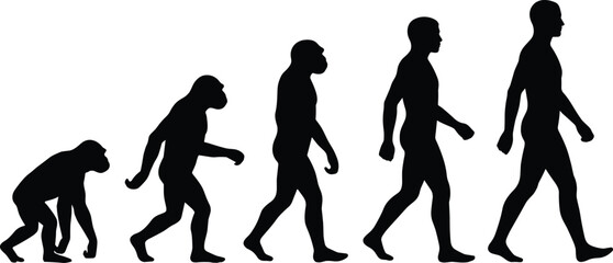 Human evolution stage progress from ape to modern upright walking man vector silhouette set © Mahsina