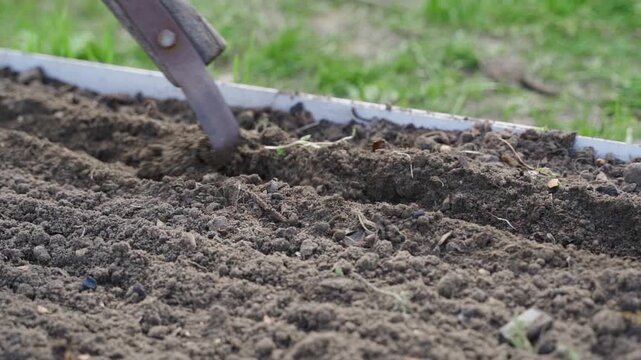 Making furrow in garden bed soil with hand hoe for seed sowing