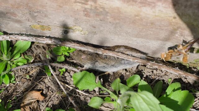Small field mouse unable to escape close-up in slow motion