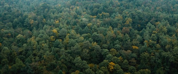 Obraz premium Dense green forest with hints of autumn colors