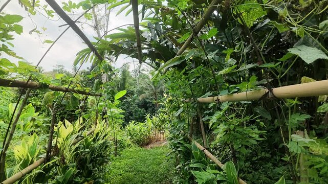 Lush tropical organic garden with bitter melon growing on a bamboo trellis tunnel in Bali