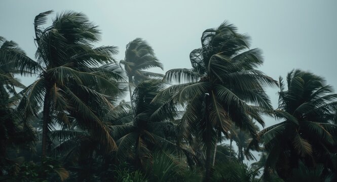 coconut palm trees bending strongly in high winds during tropical storm under grey sky