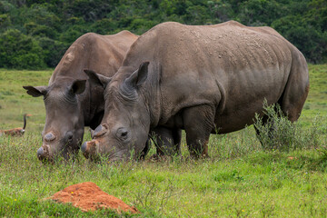 rhino in the wild © Andrew