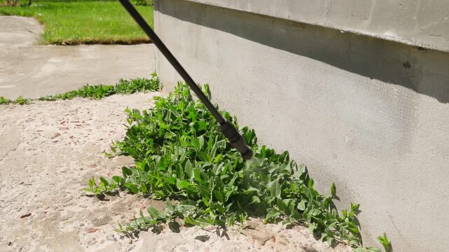 Spraying herbicide on weeds growing near house foundation close-up