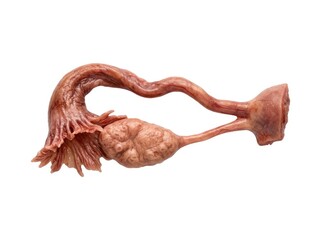 Obraz premium Human Fallopian Tube and Ovary Anatomical Model