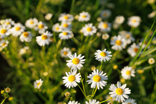 Blooming scentless mayweed Tripleurospermum inodorum in warm summer light. Concept of natural beauty, pollinator habitat and seasonal meadow.