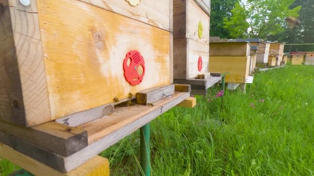 Row of wooden beehives with active honey bees flying around an apiary in a grassy meadow