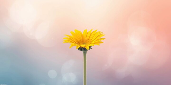 Sharp focused yellow daisy flower paired with a smooth pastel toned dreamy background