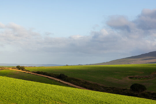 morning light on fields as clouds cast shadow,Stanf South Africa