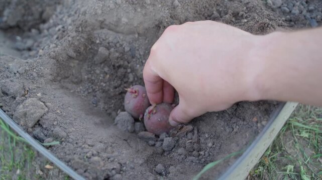 Hand placing two sprouted potatoes in hole and covering with soil. Manual potato planting process