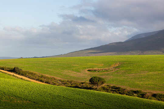 morning light on fields as clouds cast shadow,Stanf South Africa