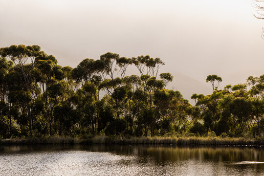pond , grass , trees and Klein Mountains, Stanford, South Africa as the morning fog burns off