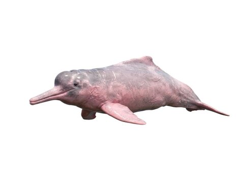 An Amazon river dolphin, also known as a pink river dolphin, swims gracefully in the water. Its unique pink hue and elongated snout make it a distinctive creature of the Amazon basin