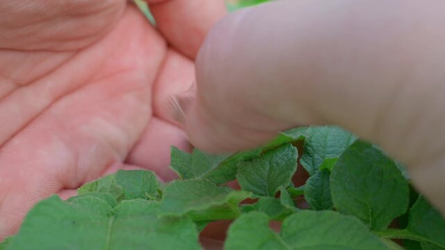 Hand picking Colorado potato beetles from potato leaf close-up. Colorado beetles mating