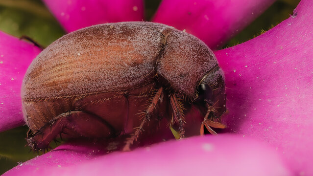 Chafer Beetle (Scarabaeidae) Resting on Pink Madagascar Periwinkle Flower