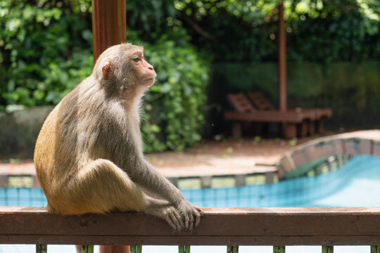 adult monkey sits on wooden railing near swimming pool. solitary monkey looks into distance at tourist resort. wild monkey observes human leisure area from elevated wooden position