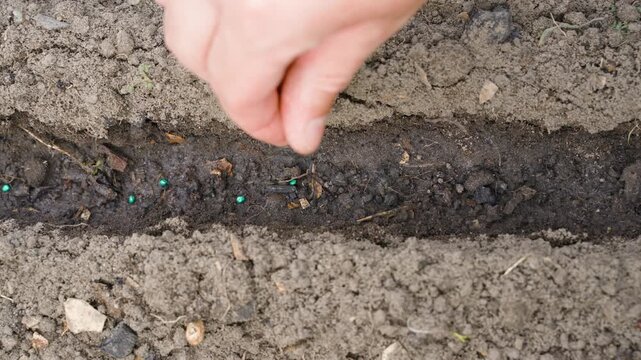 Hand sowing green seeds in garden bed soil close-up top view