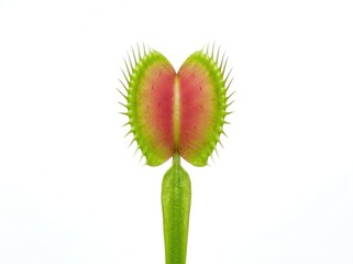 Obraz premium Venus flytrap with red inside and green outside in close-up view
