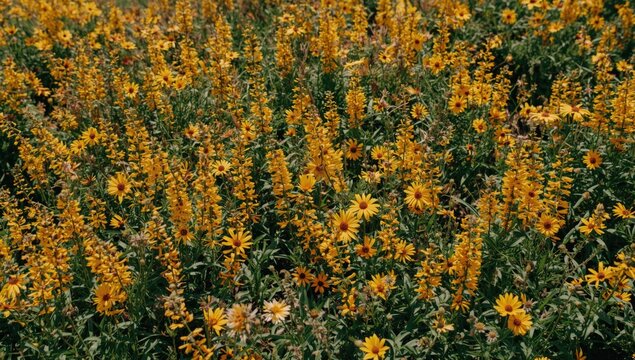 Sunny flower patch showcasing vibrant plant life