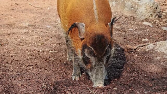 Red river hog, Potamochoerus porcus, also known as the bush pig. This pig has an acute sense of smell to locate food underground.