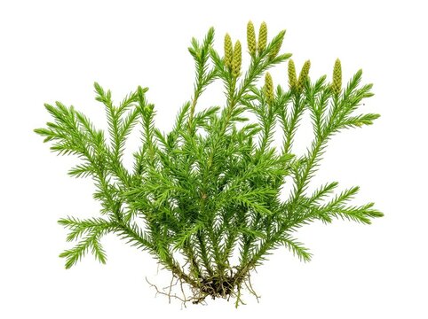 A vibrant green club moss plant with delicate branches and small yellow sporophytes, its roots anchoring it firmly to the ground