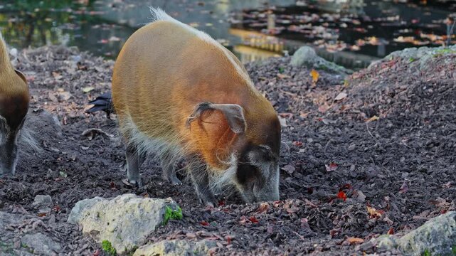 Red river hog, Potamochoerus porcus, also known as the bush pig. This pig has an acute sense of smell to locate food underground.