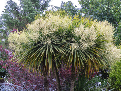 Flowering New Zealand cabbage tree, Cordyline australis