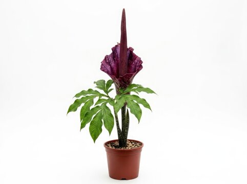 A striking corpse flower in a pot, showcasing its unique dark purple spadix and vibrant green leaves, set against a clean white background
