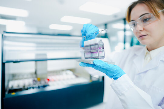 Histotechnologist inspecting stained tissue slides in metal rack after automated h&e staining process. Laboratory specialist validating hematoxylin and eosin dye quality.