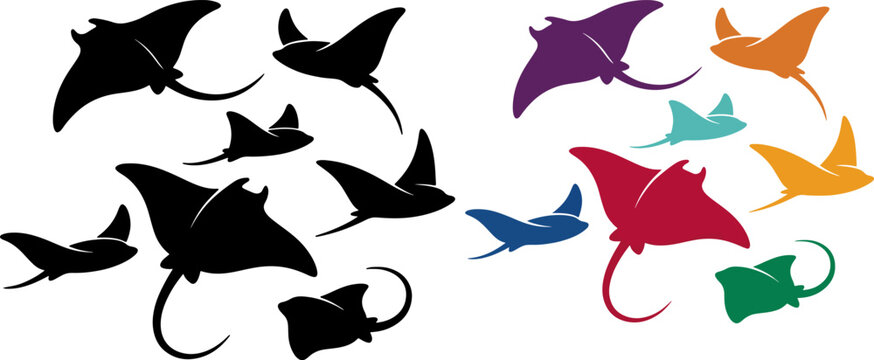 stingray fish vector collection 