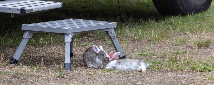 Two rabbits beside a folding step next to a camper van on a grassy campsite