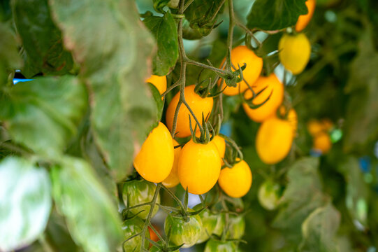 Plantio em vasos de tomates grape ou cereja em estufa