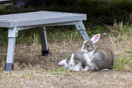 Two rabbits beside a folding step next to a camper van on a grassy campsite