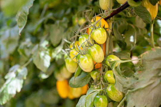 Plantio em vasos de tomates grape ou cereja em estufa