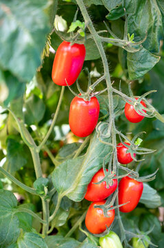 Plantio em vasos de tomates grape ou cereja em estufa