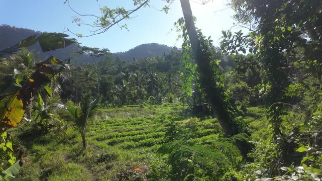 Beautiful scenic view in sideman in Bali of a farmer's plot and rice field. Camera tracks forwards through the vegetation. Sunshine, green landscape in Sideman, Bali.