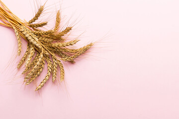 Obraz premium Sheaf of wheat ears close up and seeds on colored background. Natural cereal plant, harvest time concept. Top view, flat lay with copy space. world wheat crisis