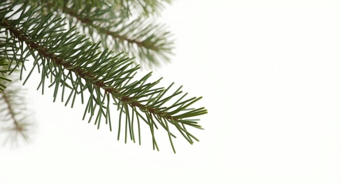 Single Swiss stone pine branch isolated on white backdrop with soft lighting