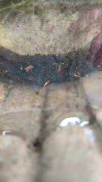 Mosquito larvae swimming in stagnant water inside a discarded plastic jar close up