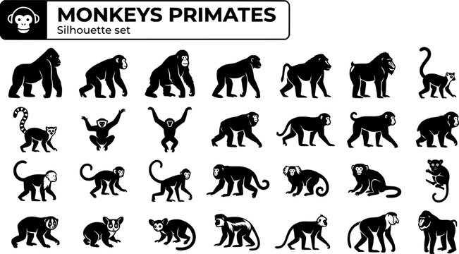 Monkey Primate Silhouette Set Black White Wildlife Bundle Vector Illustration Isolated White Background