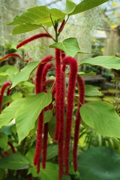 Acalypha hispida - the chenille plant species in a botanical garden.