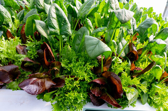 Canteiro de verduras mistas