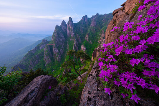 "Royal azaleas in full bloom on the spring mountain"