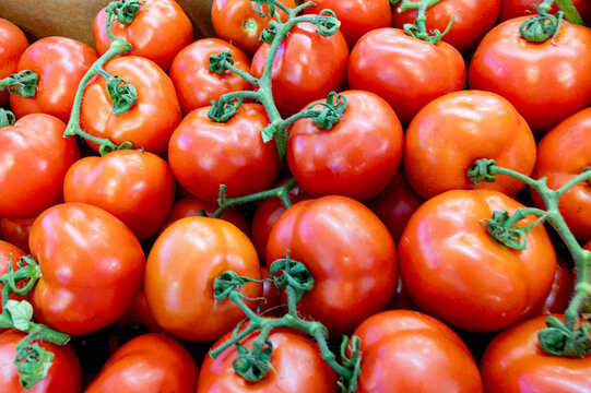 Tomates vermelhos maduros com caule verde