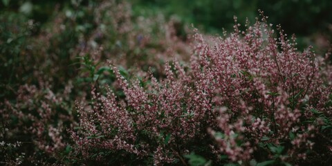Obraz premium Pink wildflowers blooming in a lush garden setting