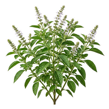 Stevia plant with white flowers on a transparent background