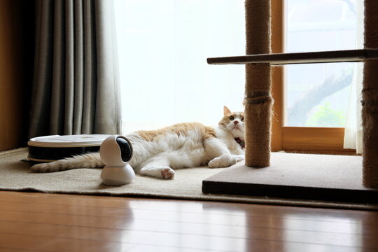 Pet camera watching over an adorable Munchkin cat relaxing by the window during home alone time