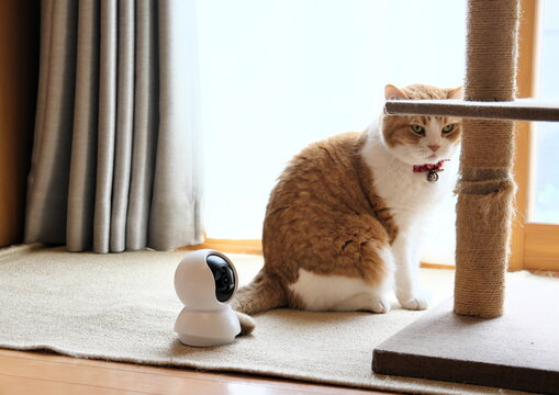 Pet camera watching over an adorable Munchkin cat relaxing by the window during home alone time